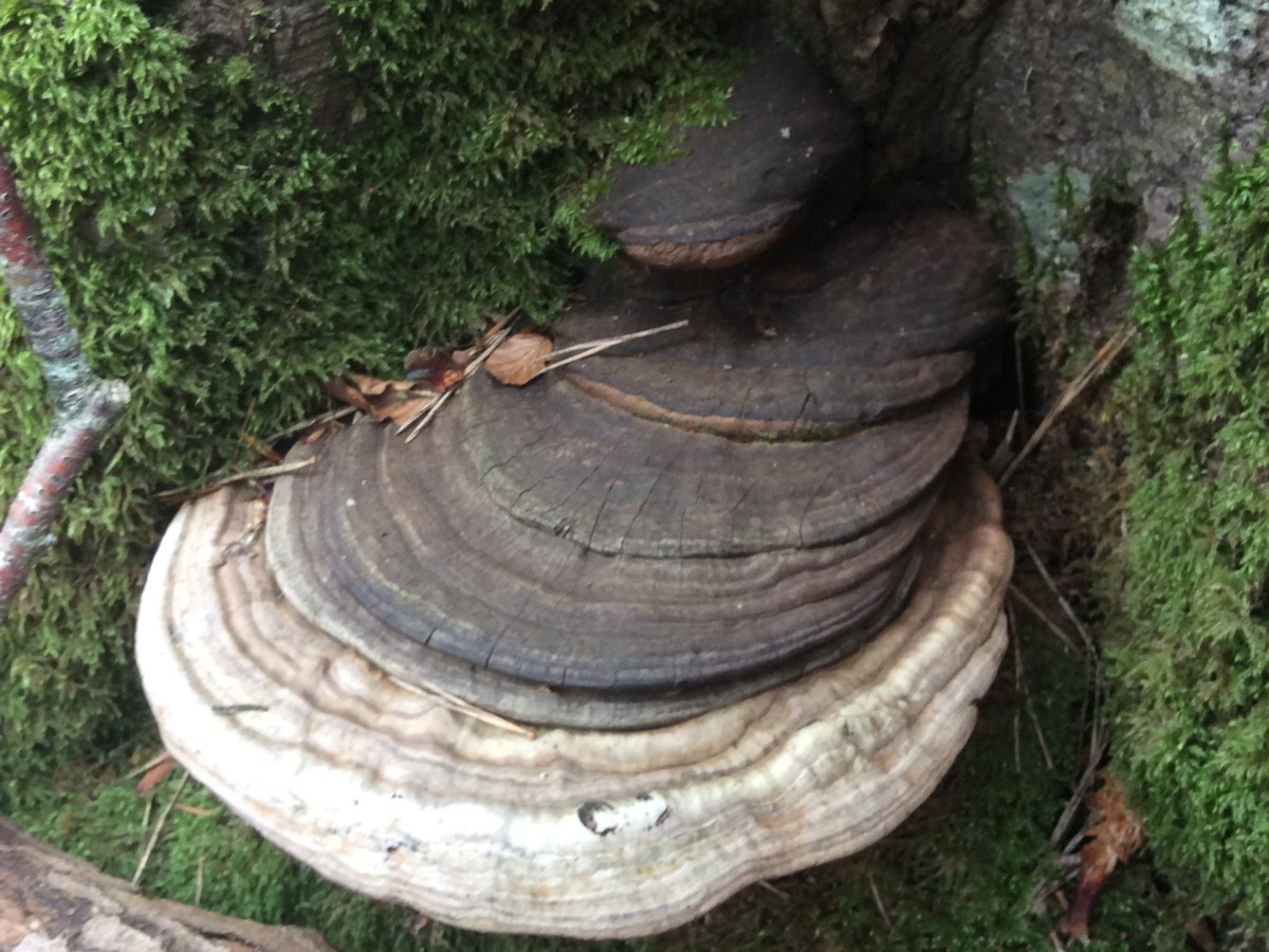 Environment & Engagement